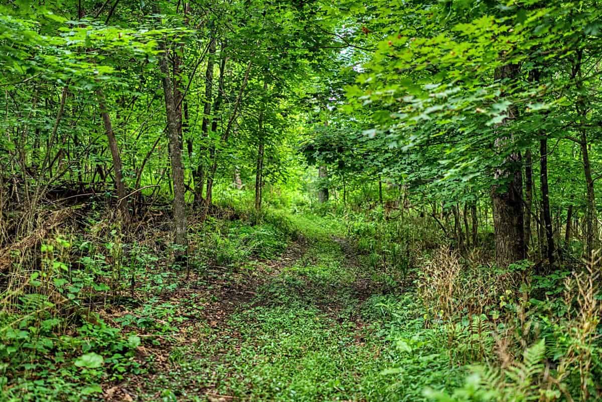 47± Acre Hunting Property with Cabin | Vernon County, Wisconsin