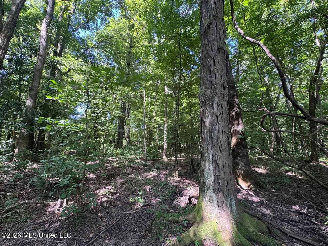 45± Acres in Aimwell, LA with Ford Creek Frontage