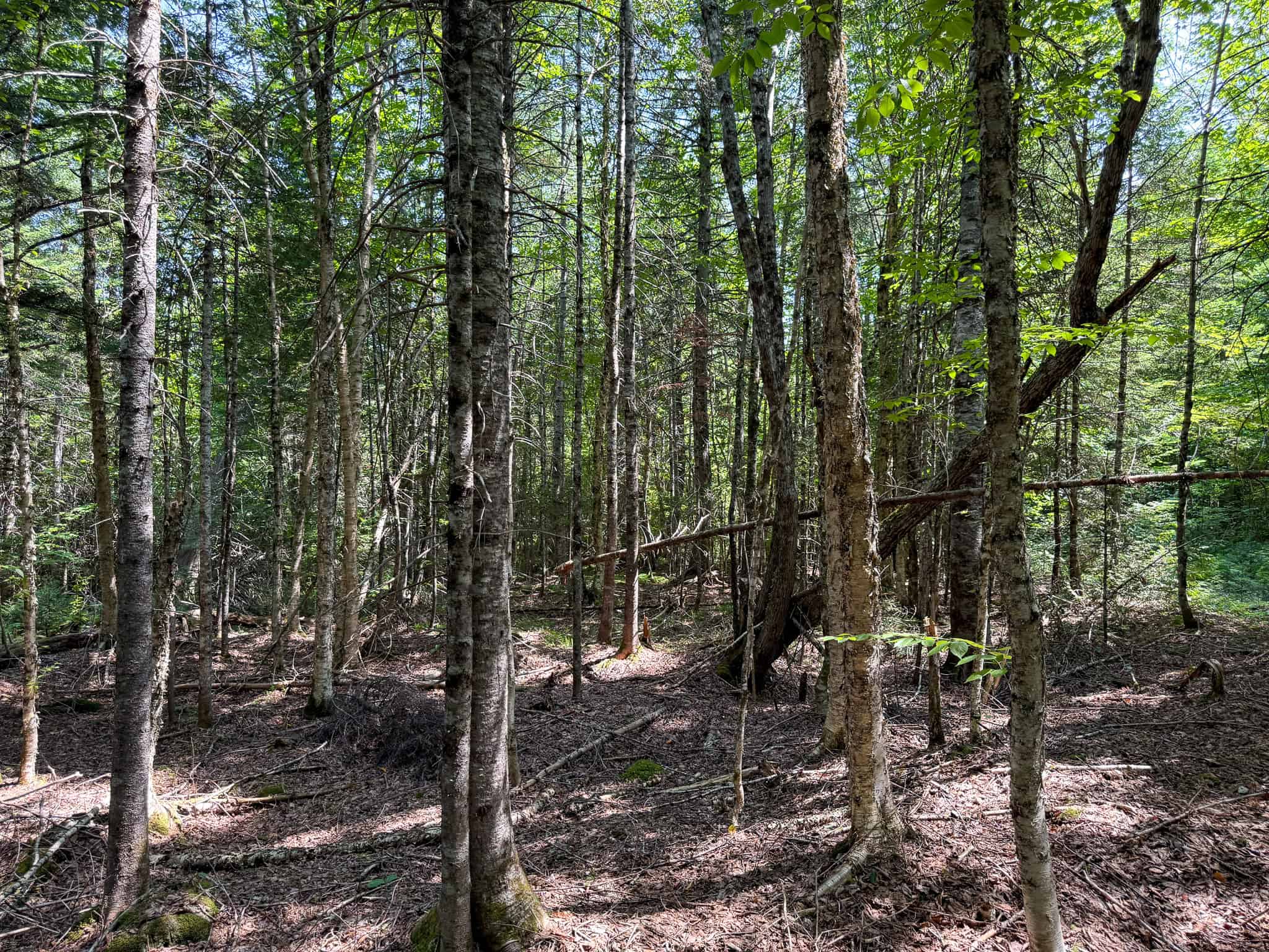 51.2 Acres & Private Cabin in the Maine Woods