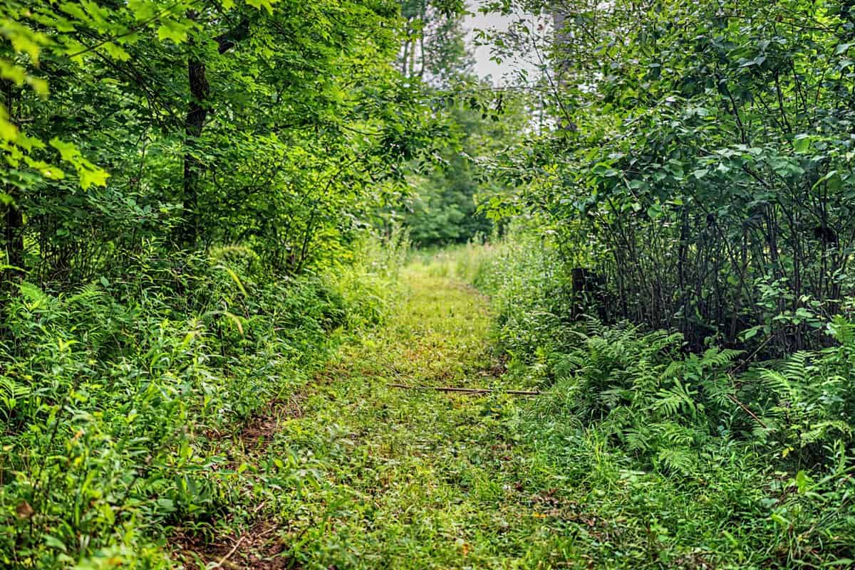 47± Acre Hunting Property with Cabin | Vernon County, Wisconsin