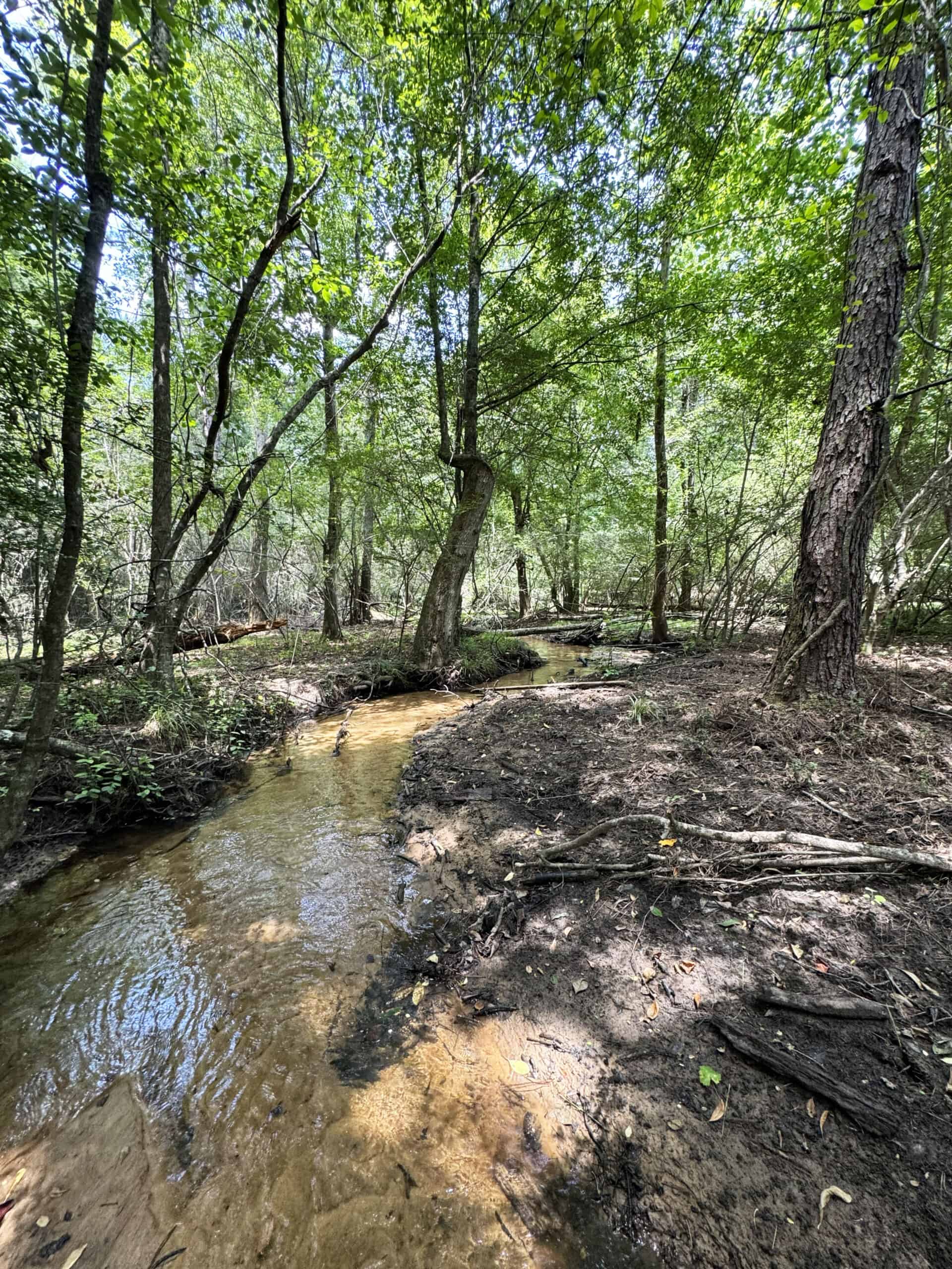 Cotton House Tract: premier 545ac hunting & recreational property in Randolph Cty