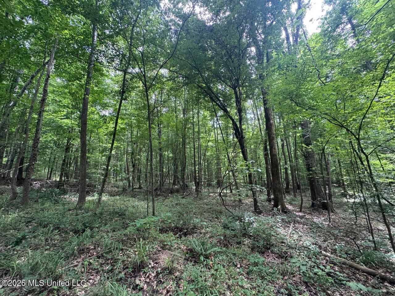 98± Acres in Natchez, MS on Second Creek