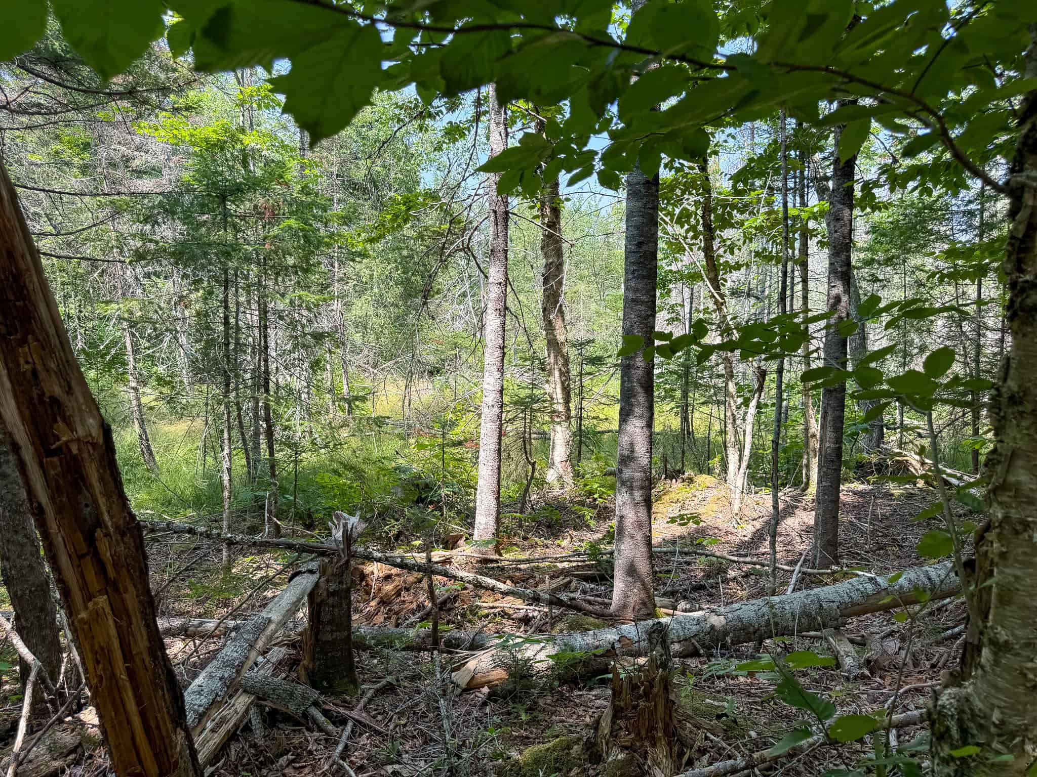 51.2 Acres & Private Cabin in the Maine Woods