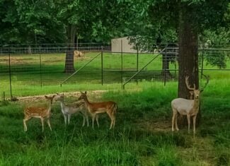 East TX Cattle Ranch & Hunting Land, Marshall Tx For Sale