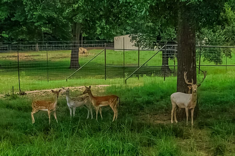 East TX Cattle Ranch & Hunting Land, Marshall Tx For Sale
