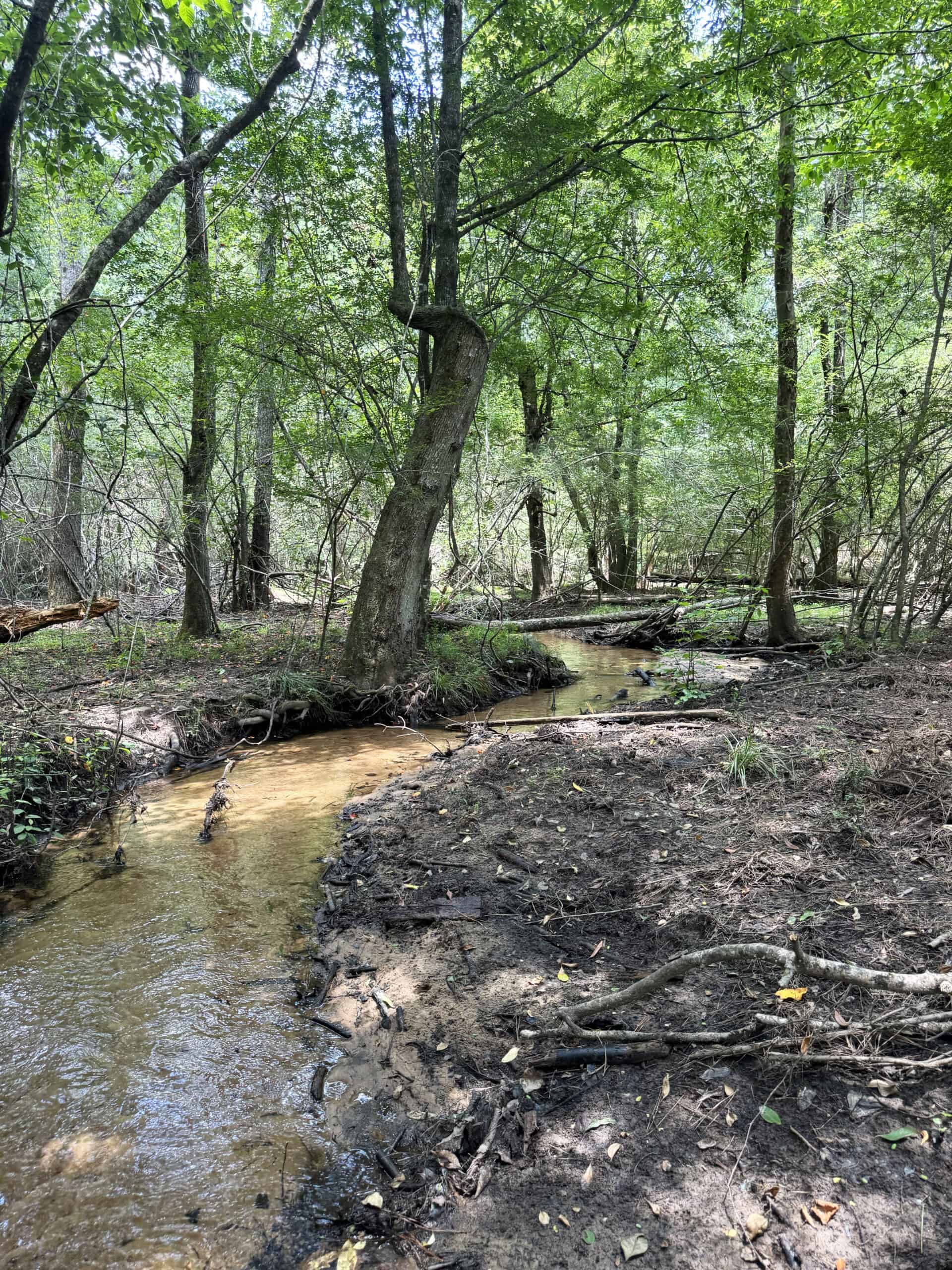Cotton House Tract: premier 545ac hunting & recreational property in Randolph Cty