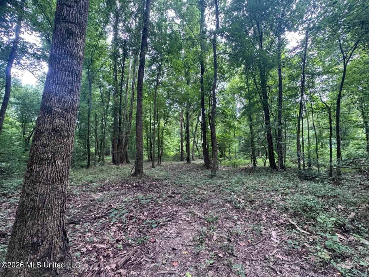 98± Acres in Natchez, MS on Second Creek