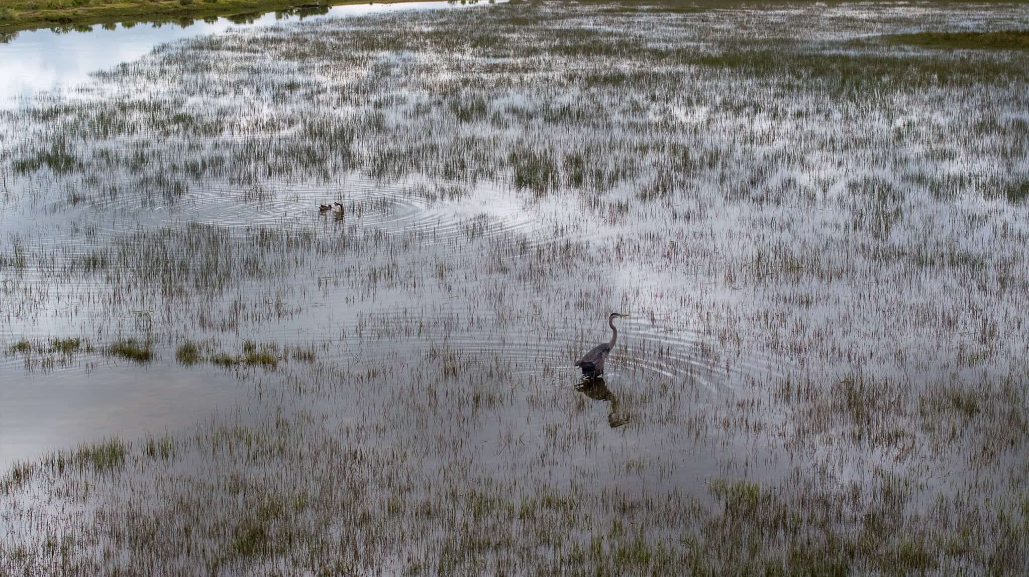 Colorado Alfalfa Farm and Waterfowl Duck Hunting Property