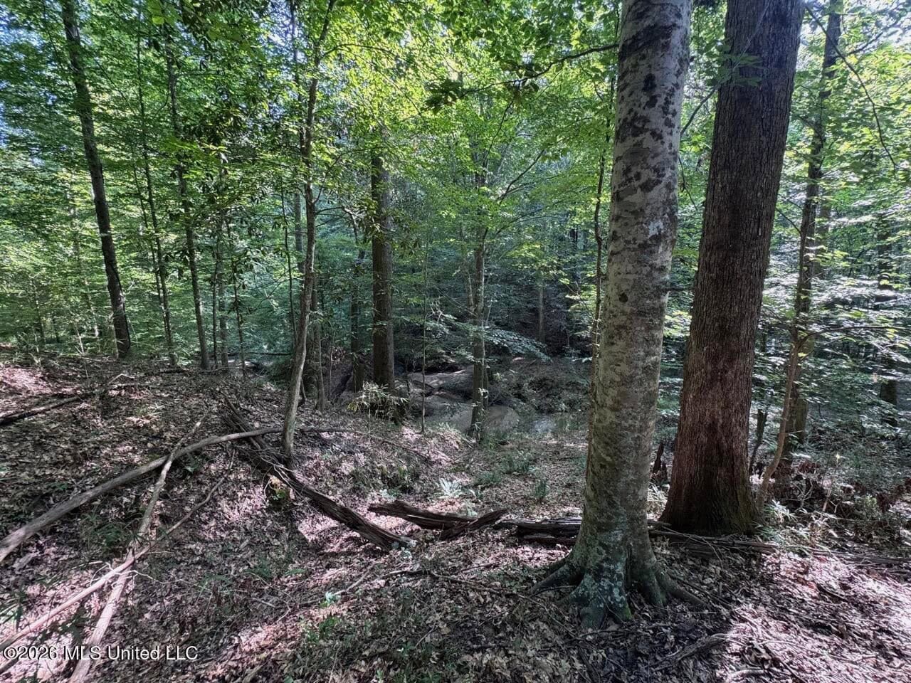 375± Acres in Jefferson County, MS Near Natchez Trace