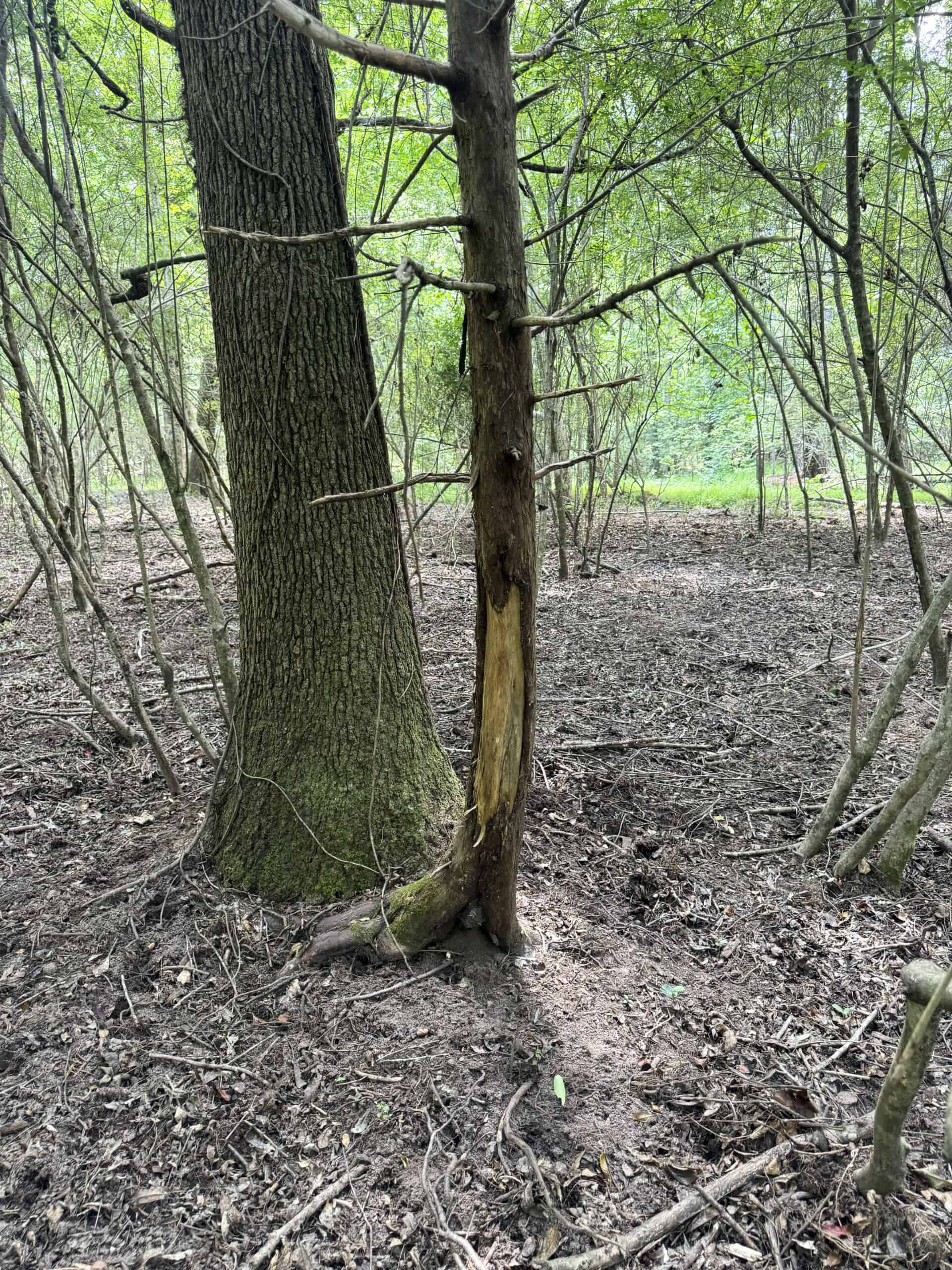 Cotton House Tract: premier 545ac hunting & recreational property in Randolph Cty