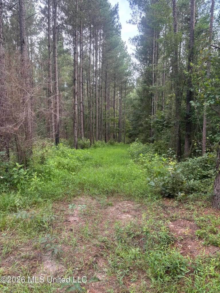 35 Acres for Sale in Pelahatchie, MS | Rankin County