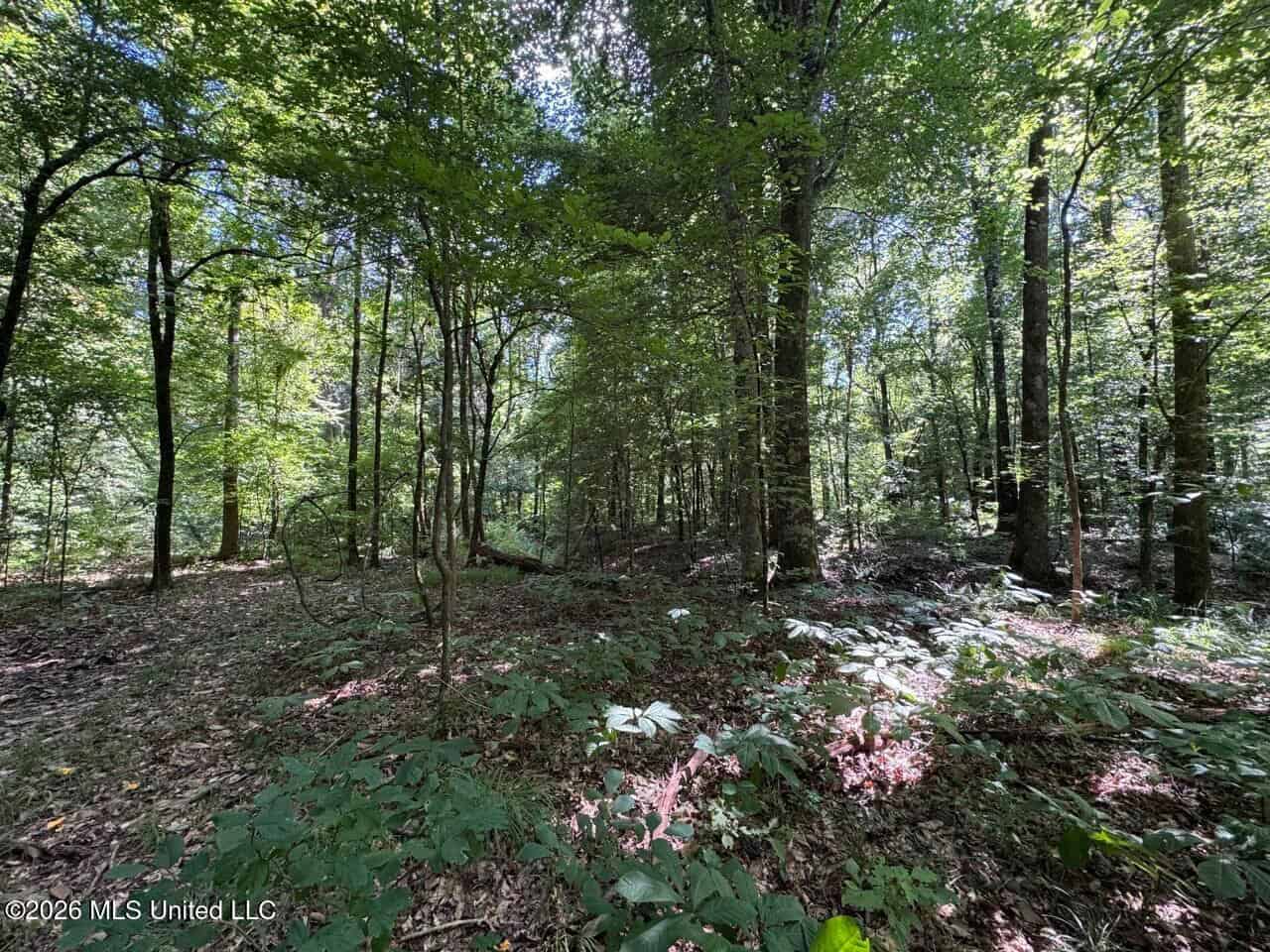 45± Acres in Aimwell, LA with Ford Creek Frontage