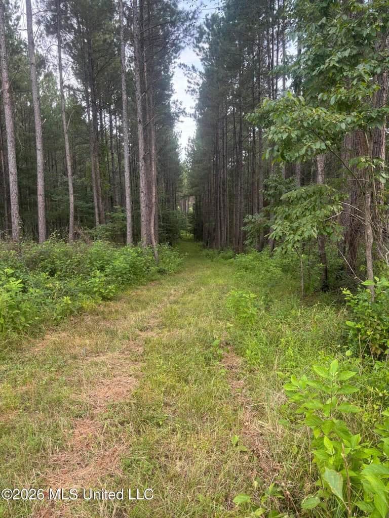 35 Acres for Sale in Pelahatchie, MS | Rankin County