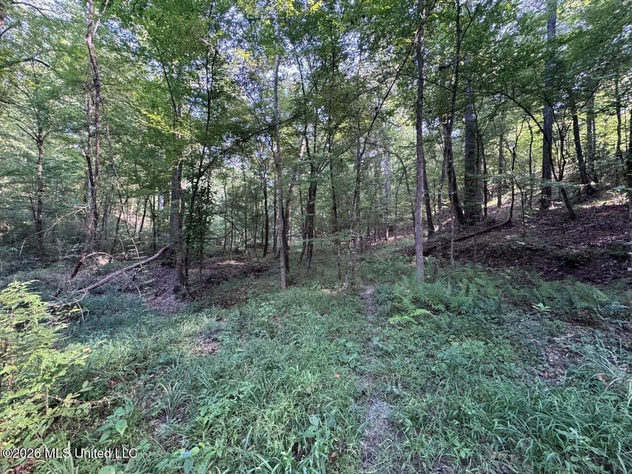 375± Acres in Jefferson County, MS Near Natchez Trace