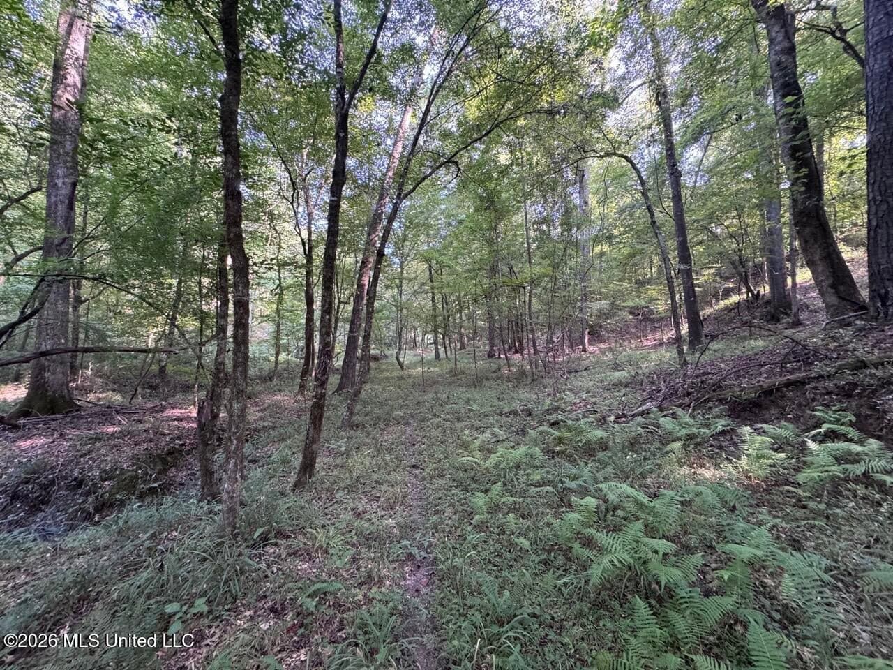 375± Acres in Jefferson County, MS Near Natchez Trace