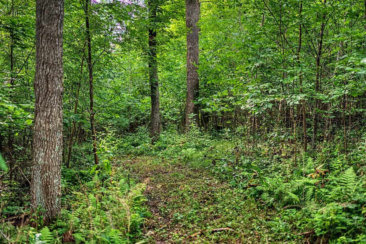 47± Acre Hunting Property with Cabin | Vernon County, Wisconsin