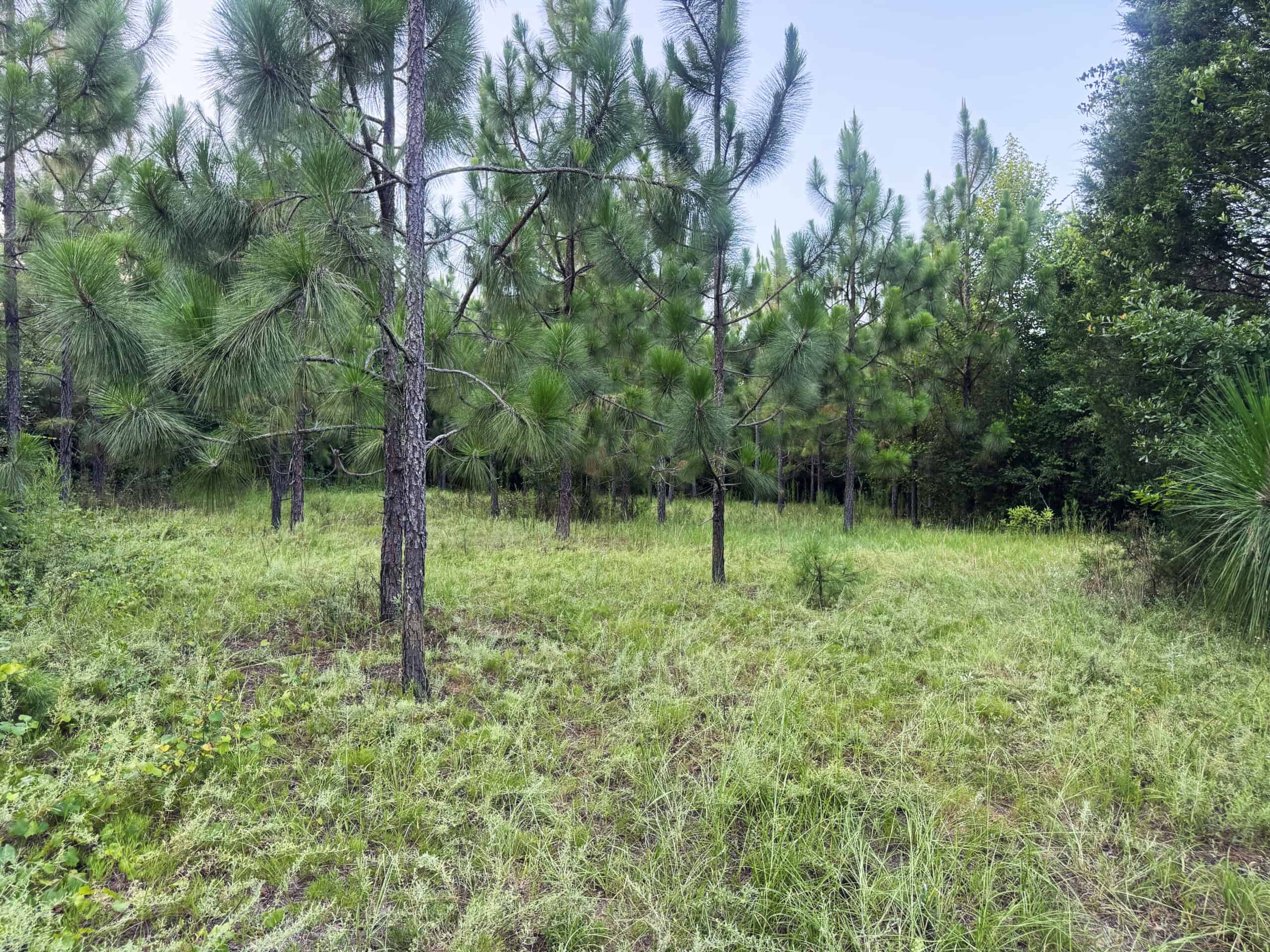 Cotton House Tract: premier 545ac hunting & recreational property in Randolph Cty