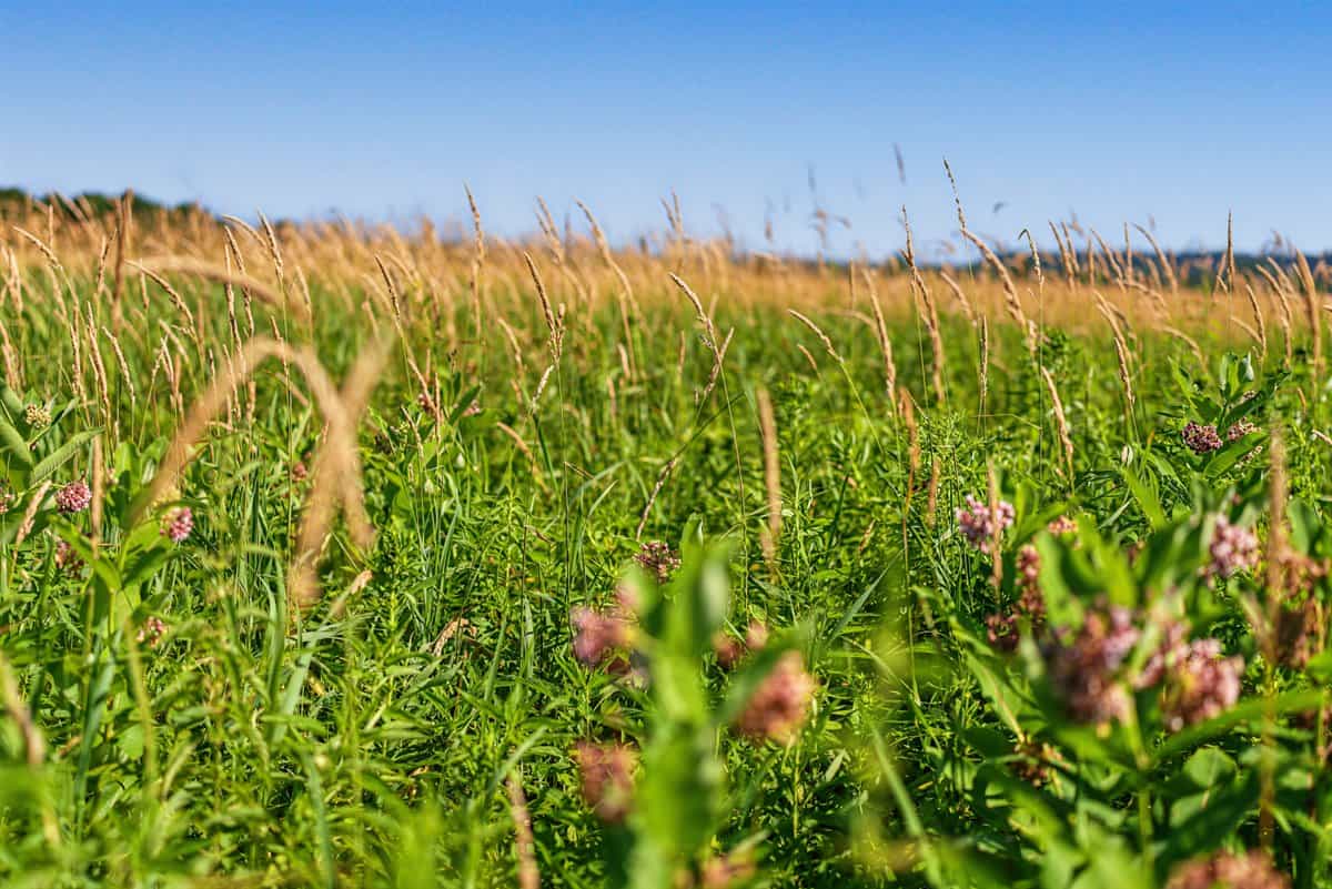 Wisconsin Conservation Land for Sale | 97± Acres in Monroe County