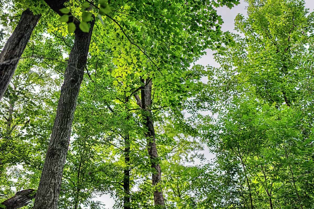 47± Acre Hunting Property with Cabin | Vernon County, Wisconsin
