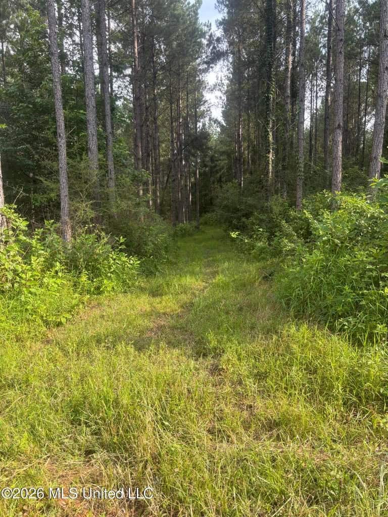 35 Acres for Sale in Pelahatchie, MS | Rankin County