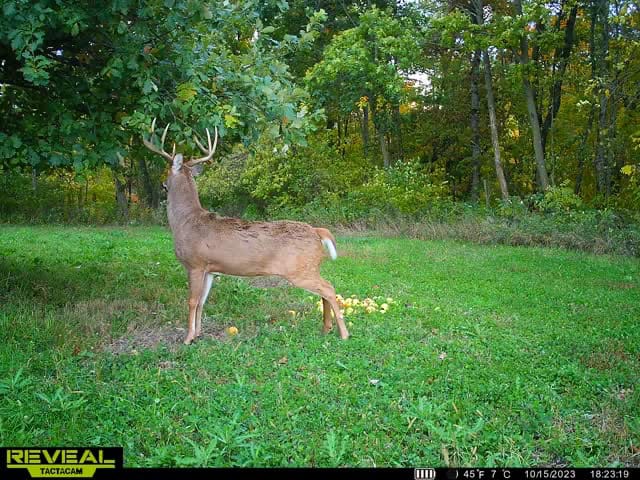 42+/- Acres with 4 Bedroom Home in Decorah IA