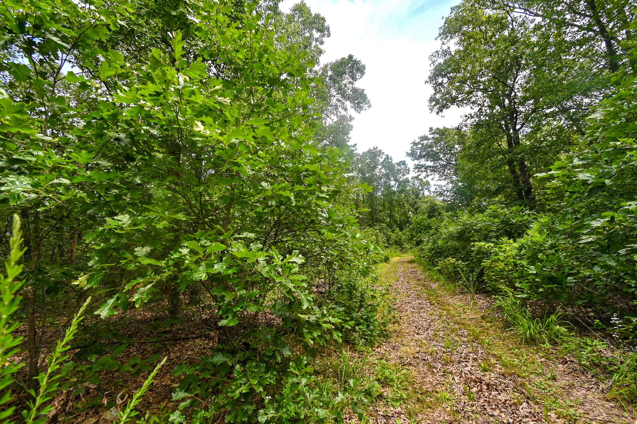 Truman Lake Hunting Property
