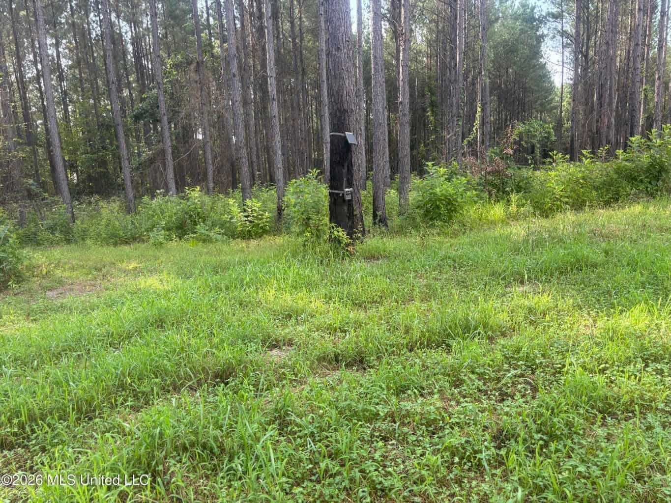 35 Acres for Sale in Pelahatchie, MS | Rankin County