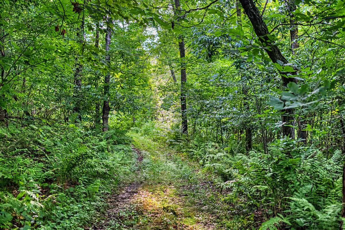 47± Acre Hunting Property with Cabin | Vernon County, Wisconsin