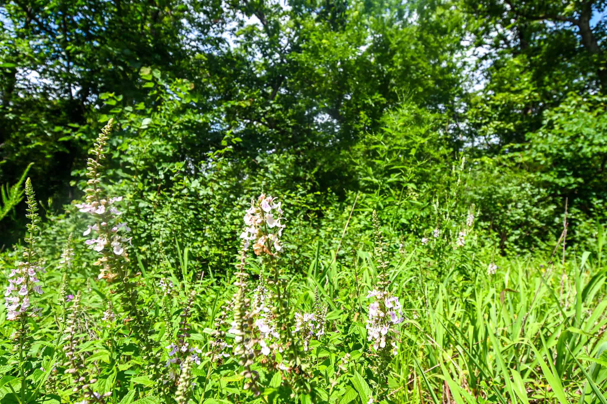 Truman Lake Hunting Property