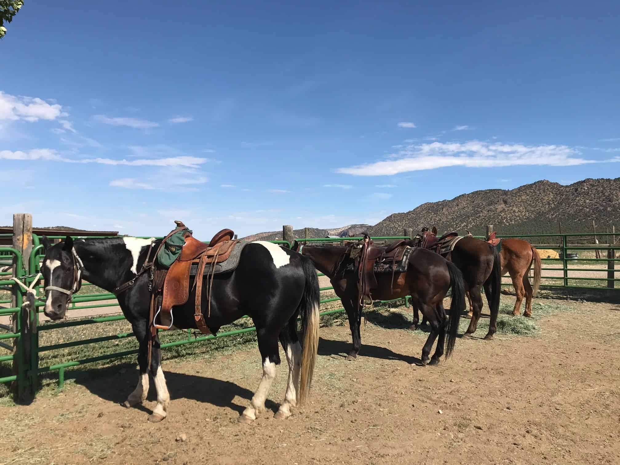 Colorado Horse Property with Multiple Homes & Irrigated Land
