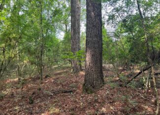 Tuckers Crossing 31 – Land for Sale Jones County, MS