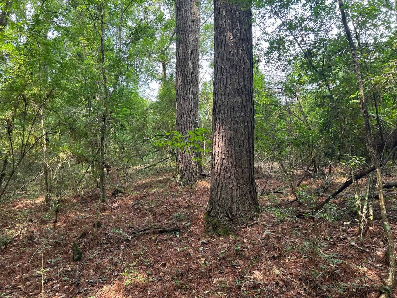 Tuckers Crossing 31 – Land for Sale Jones County, MS