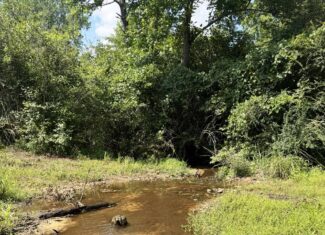 Cotton House Tract: premier 545ac hunting & recreational property in Randolph Cty