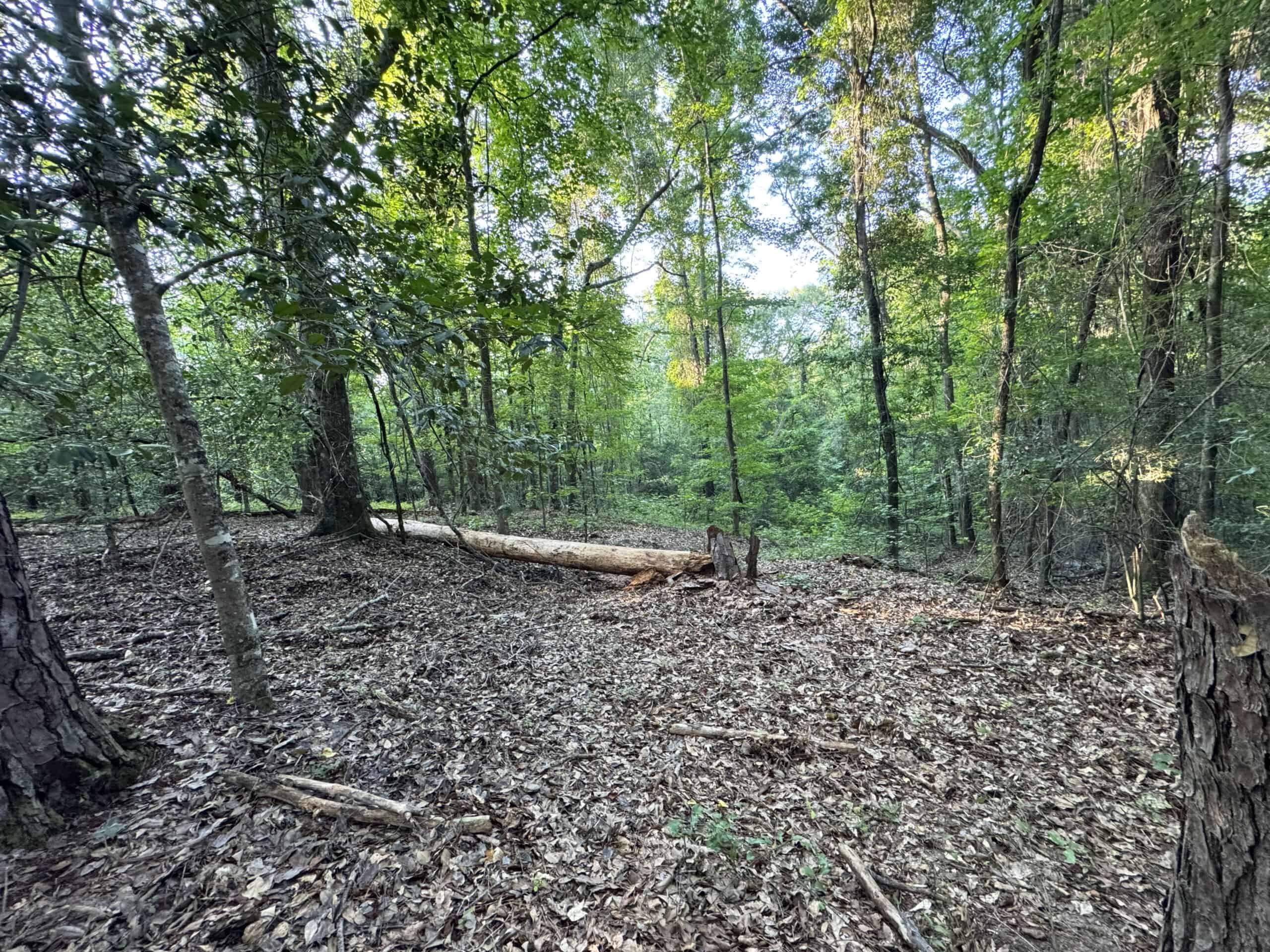 Cotton House Tract: premier 545ac hunting & recreational property in Randolph Cty