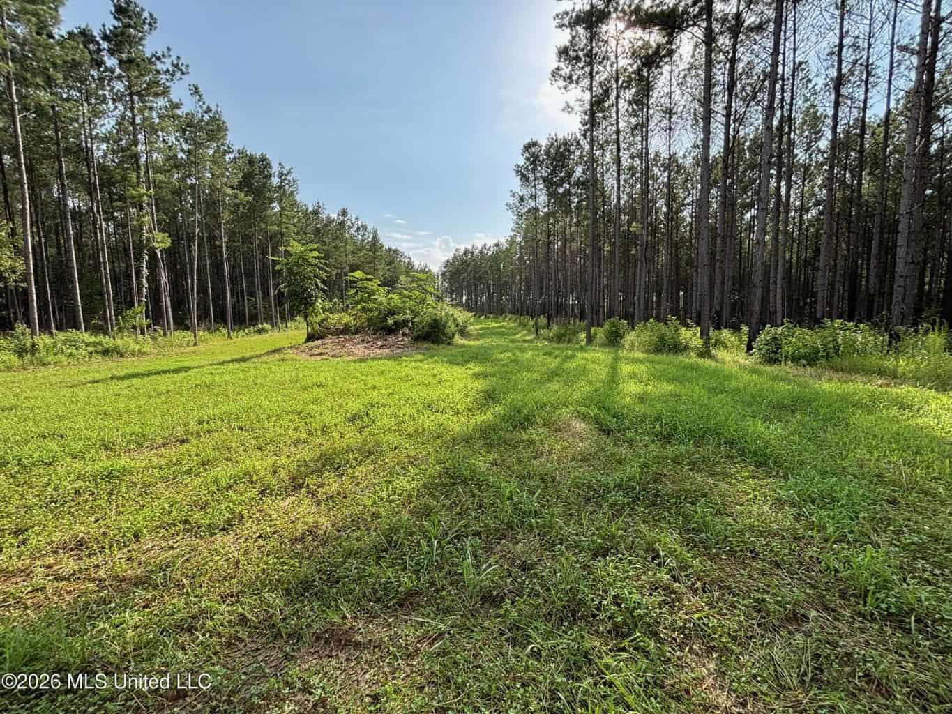 35 Acres for Sale in Pelahatchie, MS | Rankin County