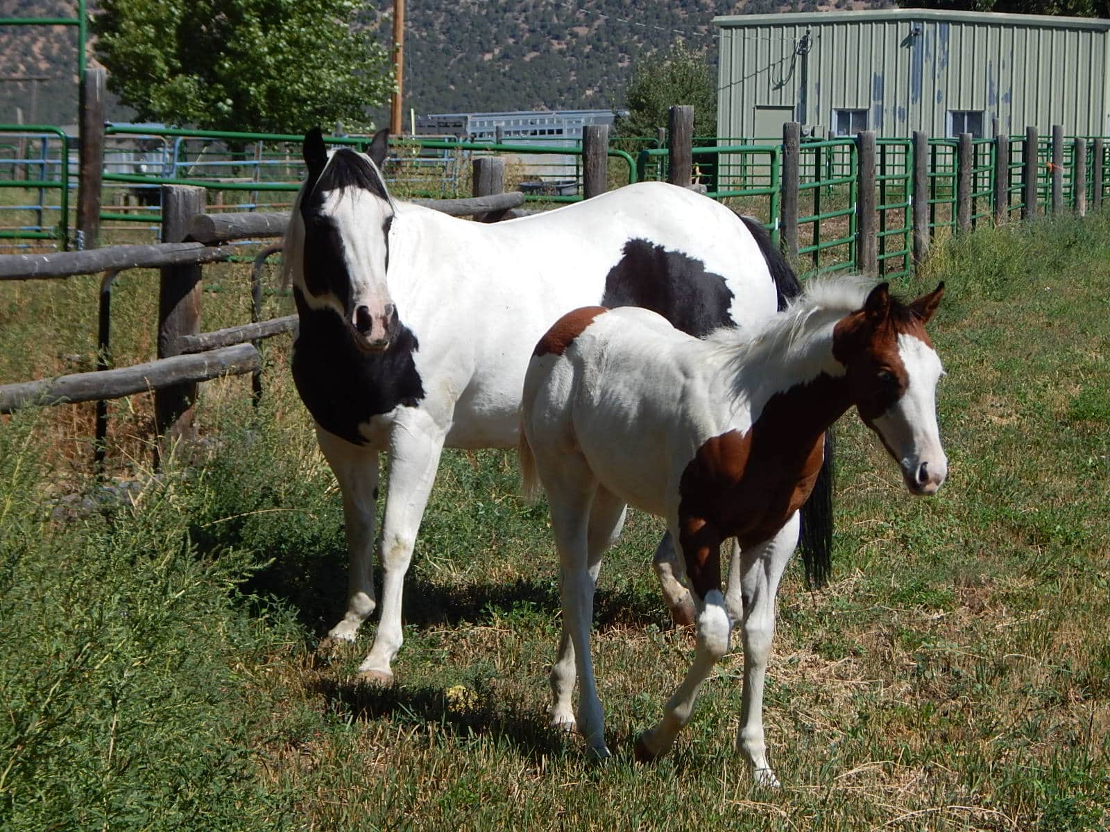 Colorado Horse Property with Multiple Homes & Irrigated Land