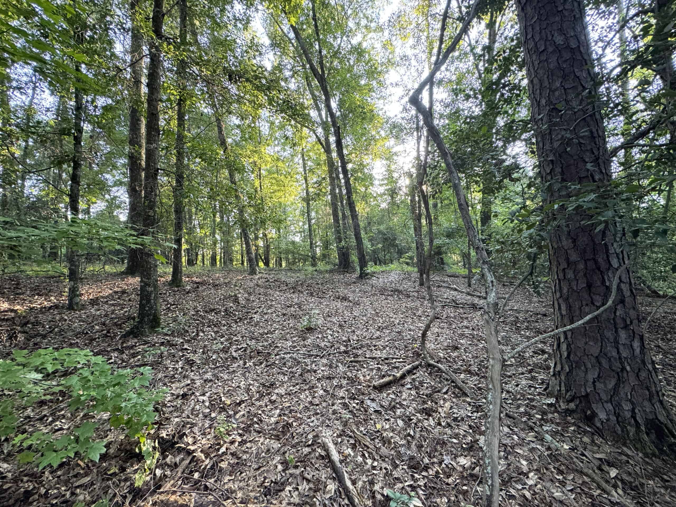 Cotton House Tract: premier 545ac hunting & recreational property in Randolph Cty