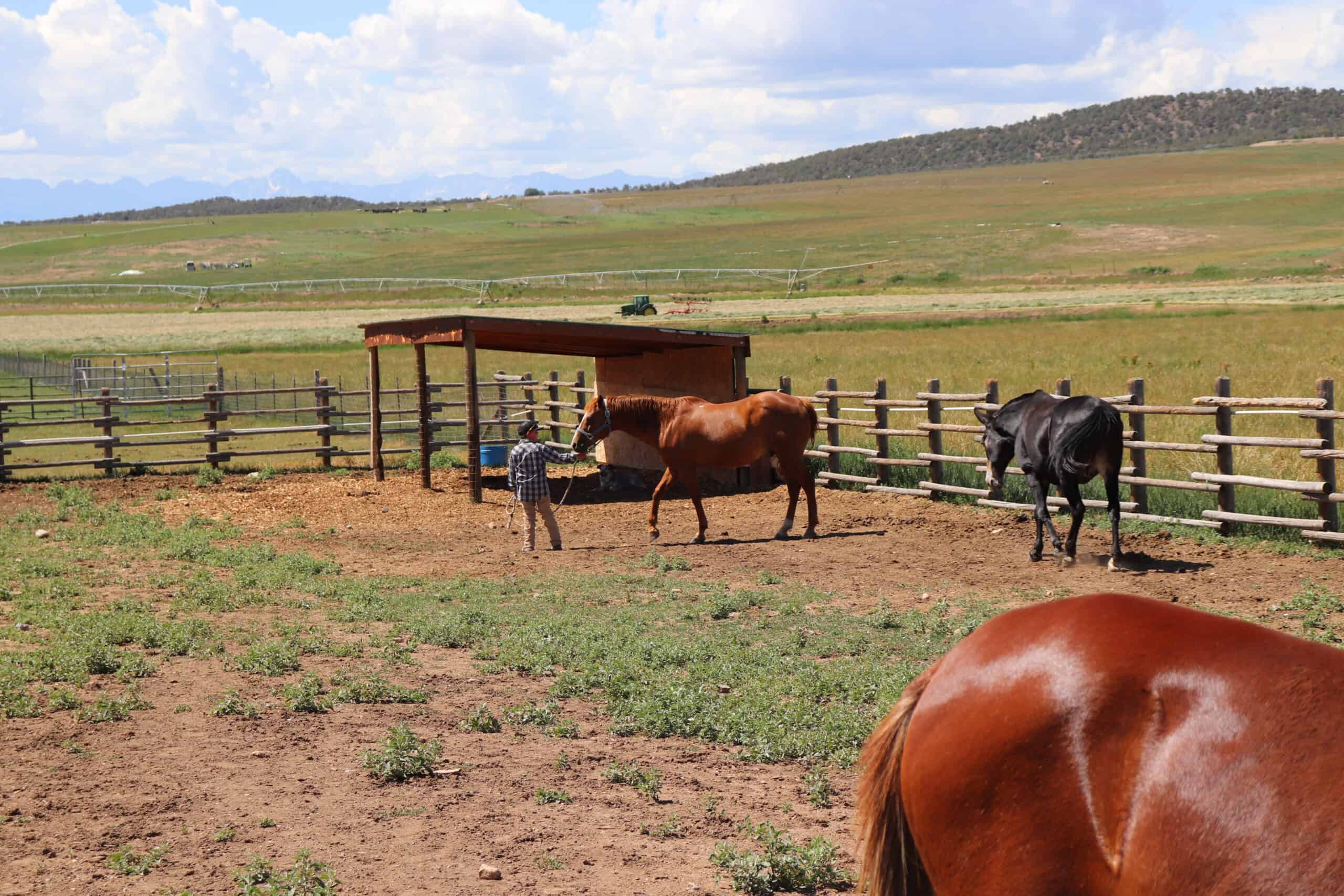 Colorado Horse Property with Multiple Homes & Irrigated Land