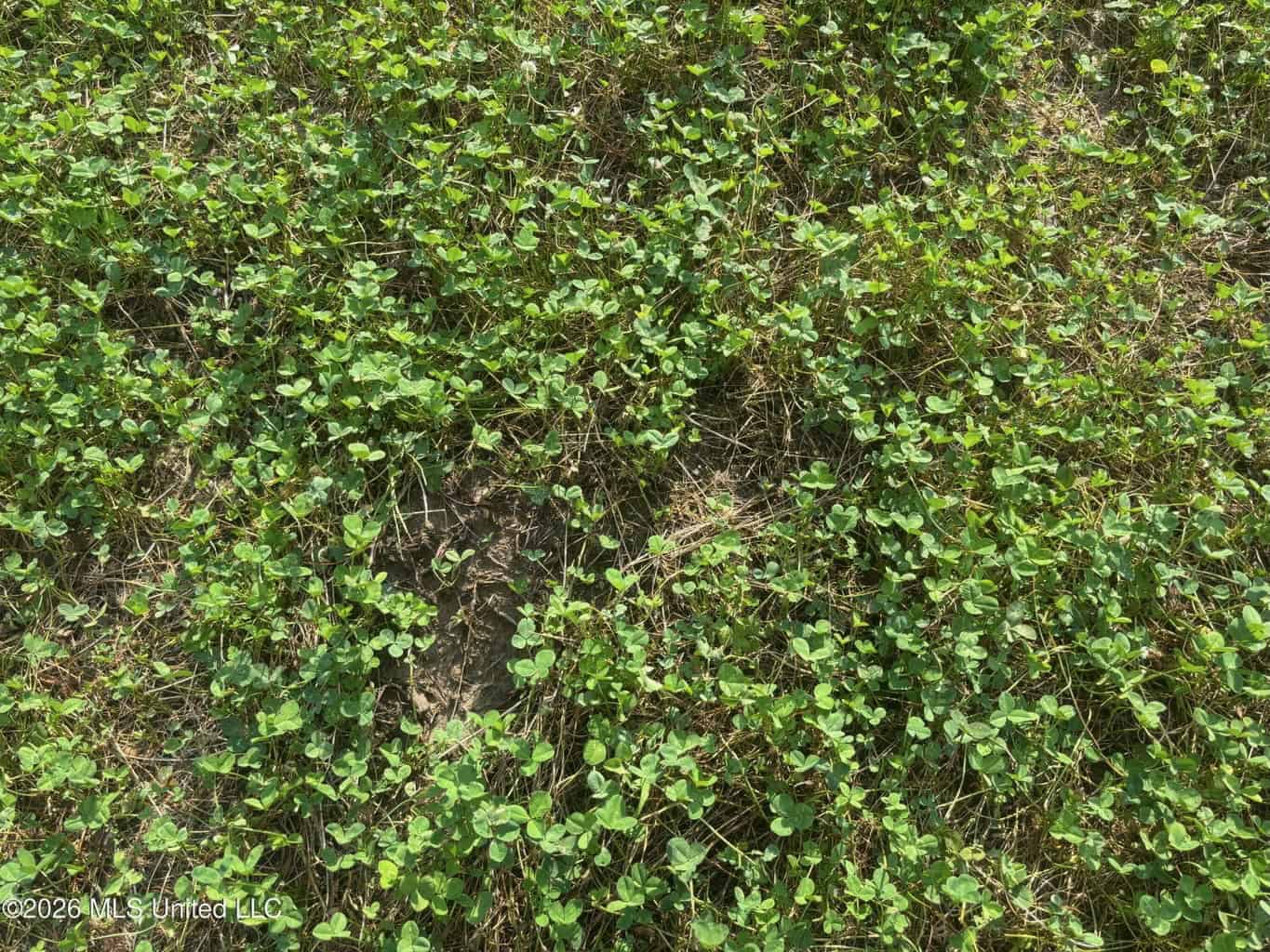 35 Acres for Sale in Pelahatchie, MS | Rankin County