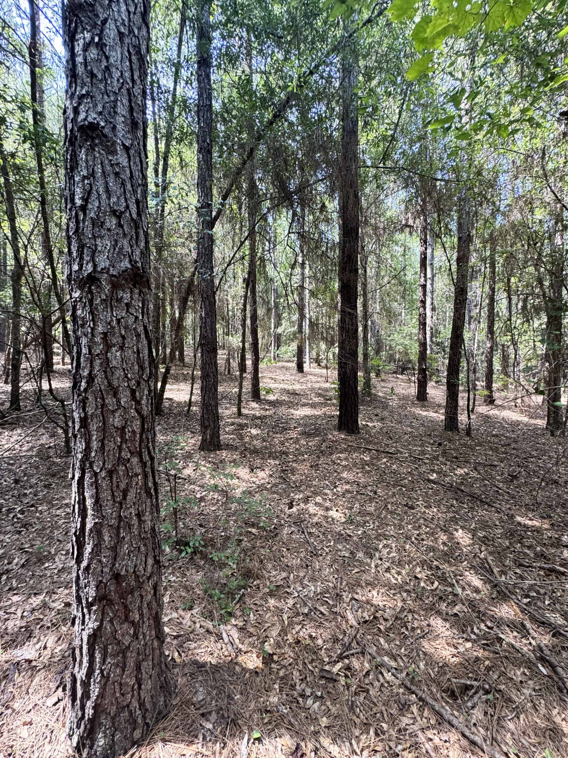 Cotton House Tract: premier 545ac hunting & recreational property in Randolph Cty