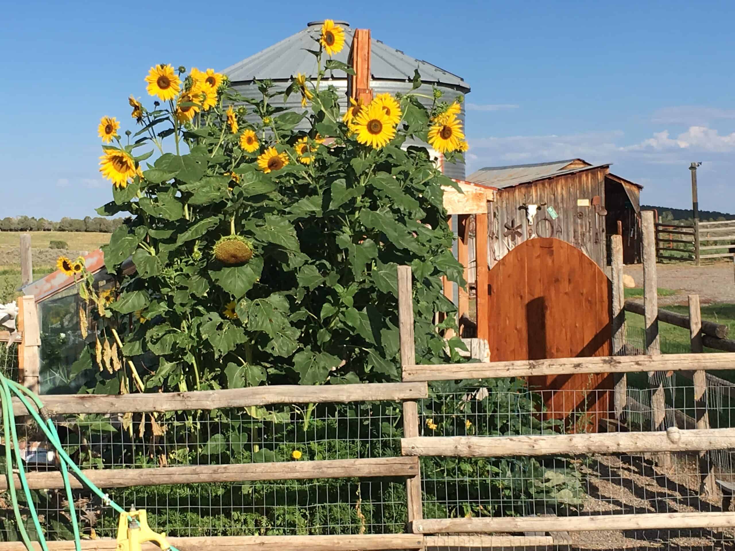 Colorado Horse Property with Multiple Homes & Irrigated Land