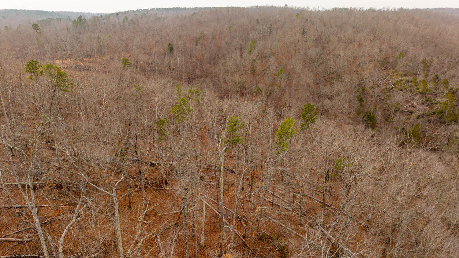 Hunting Property Bordering the National Forest