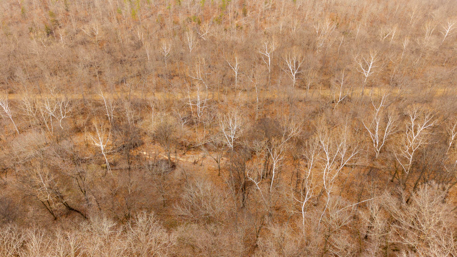 Hunting Property Bordering the National Forest