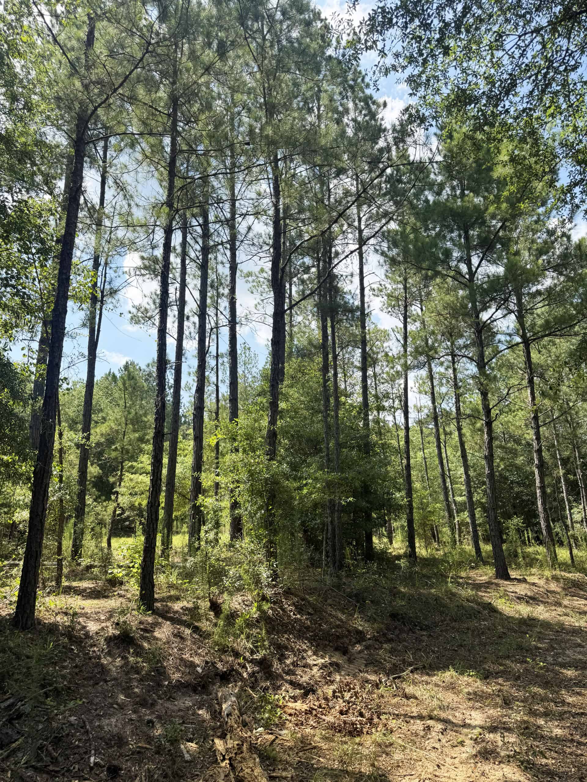 Cotton House Tract: premier 545ac hunting & recreational property in Randolph Cty