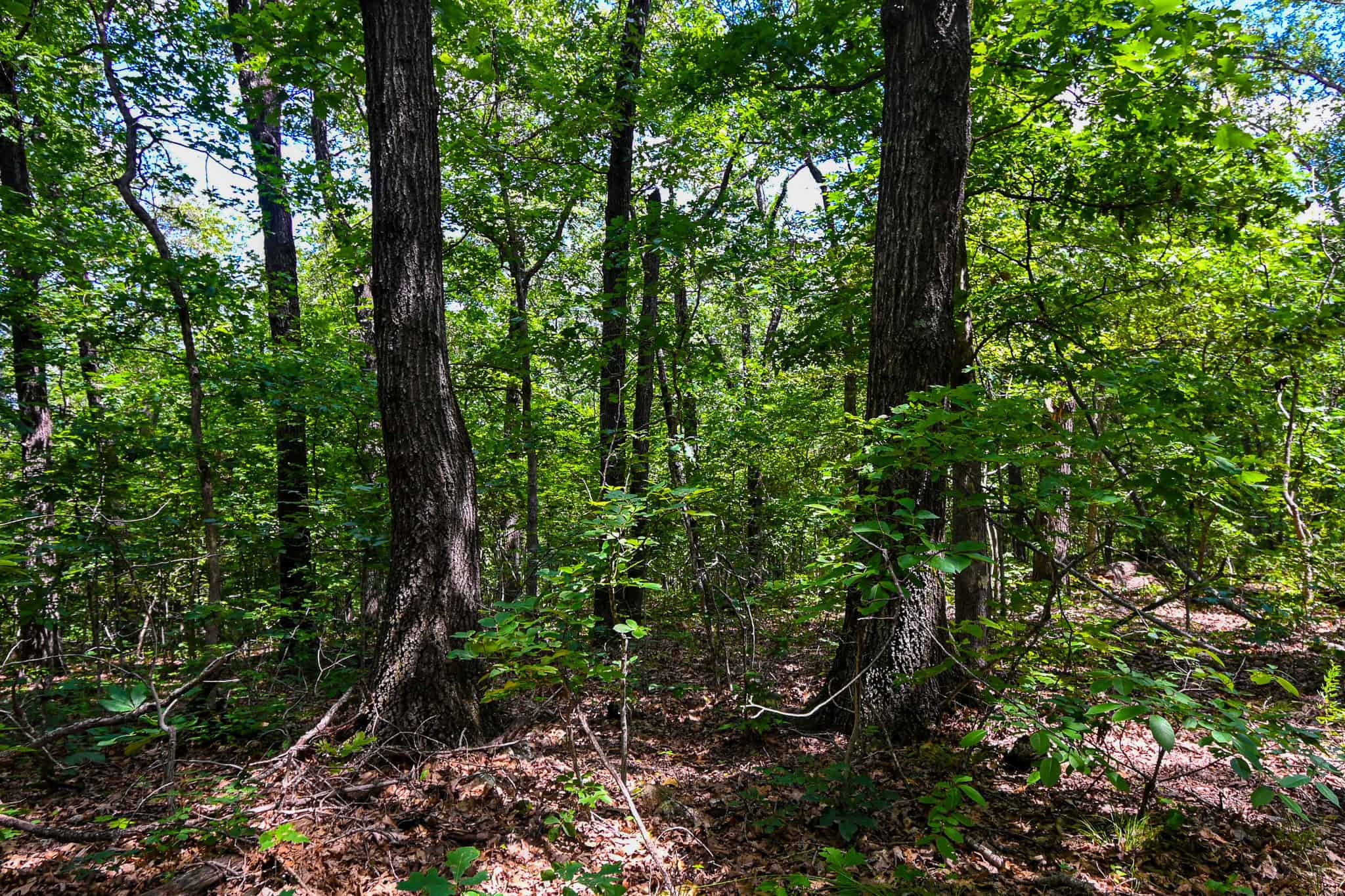 Truman Lake Hunting Property