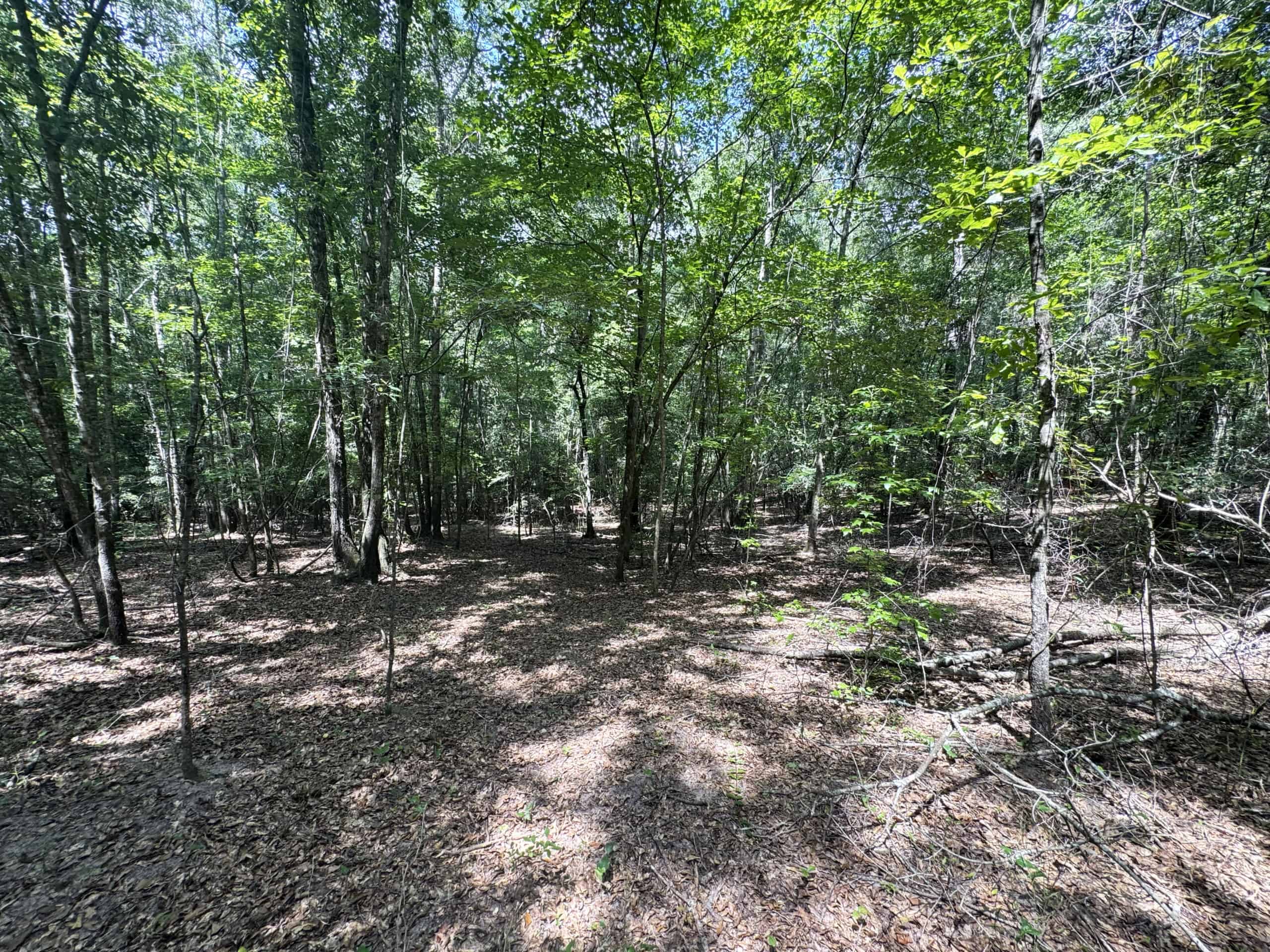 Cotton House Tract: premier 545ac hunting & recreational property in Randolph Cty