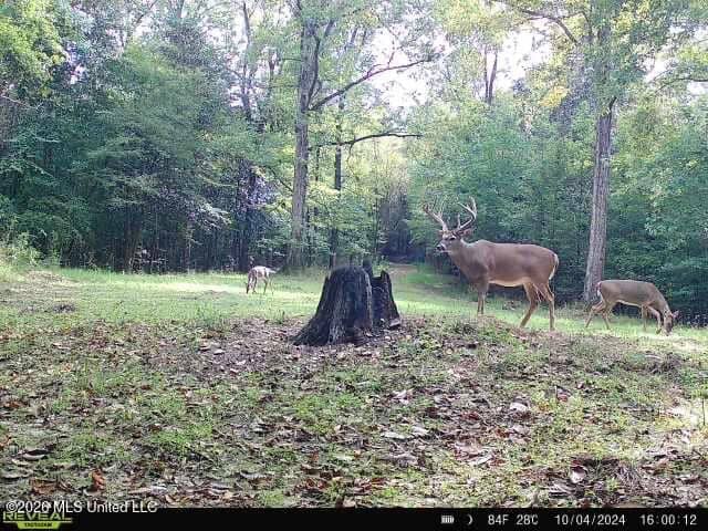 375± Acres in Jefferson County, MS Near Natchez Trace
