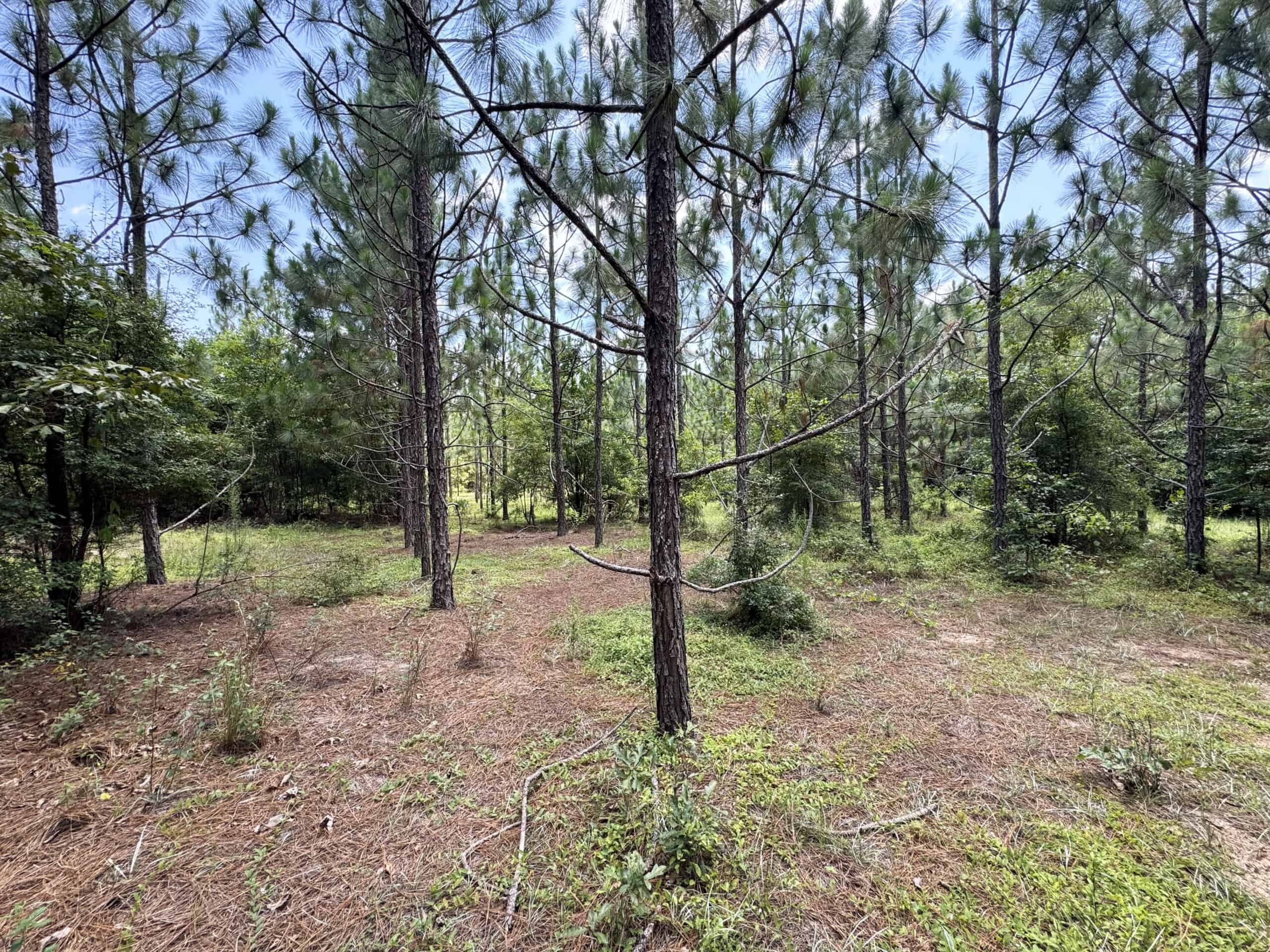 Cotton House Tract: premier 545ac hunting & recreational property in Randolph Cty