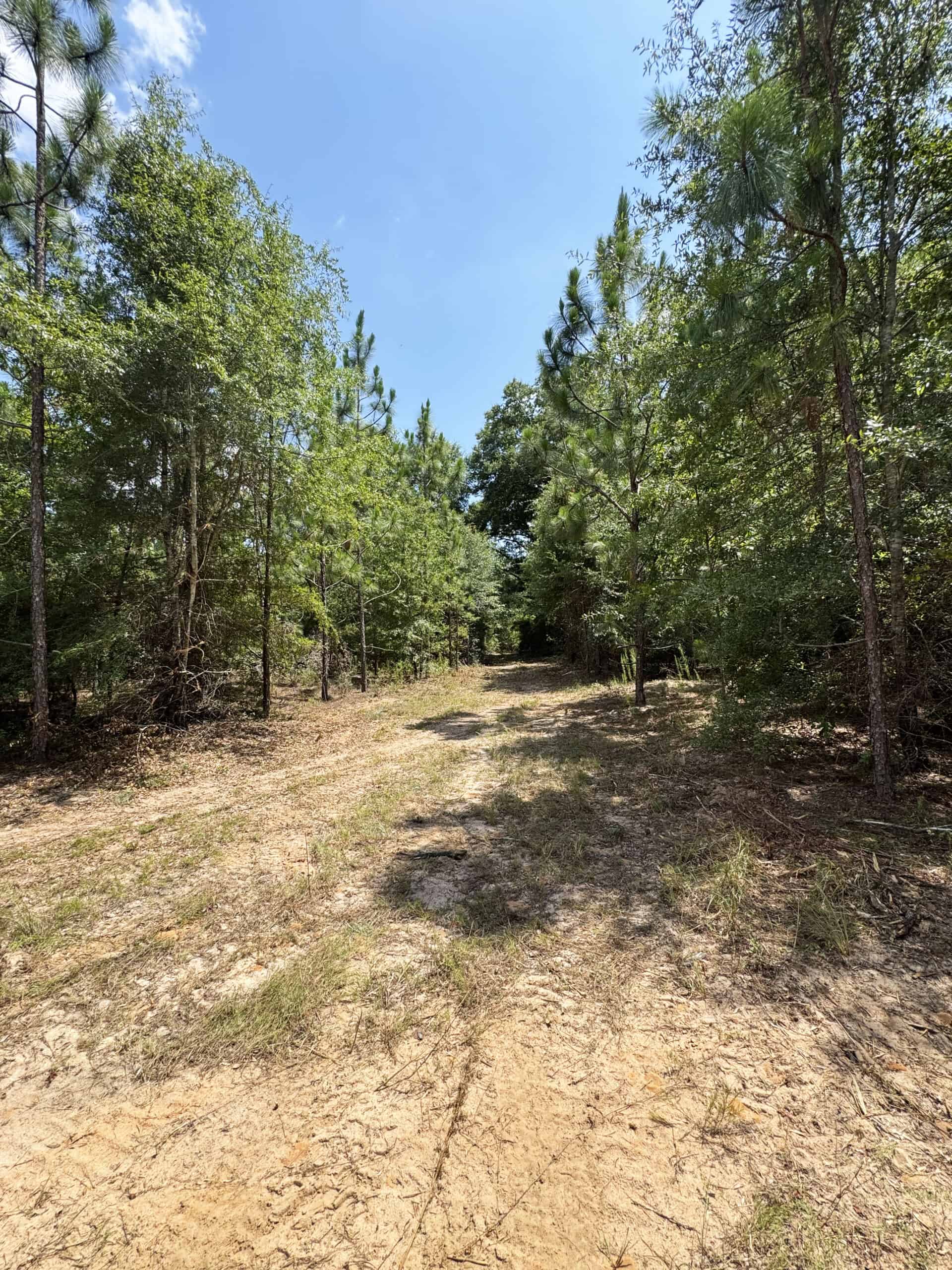 Cotton House Tract: premier 545ac hunting & recreational property in Randolph Cty