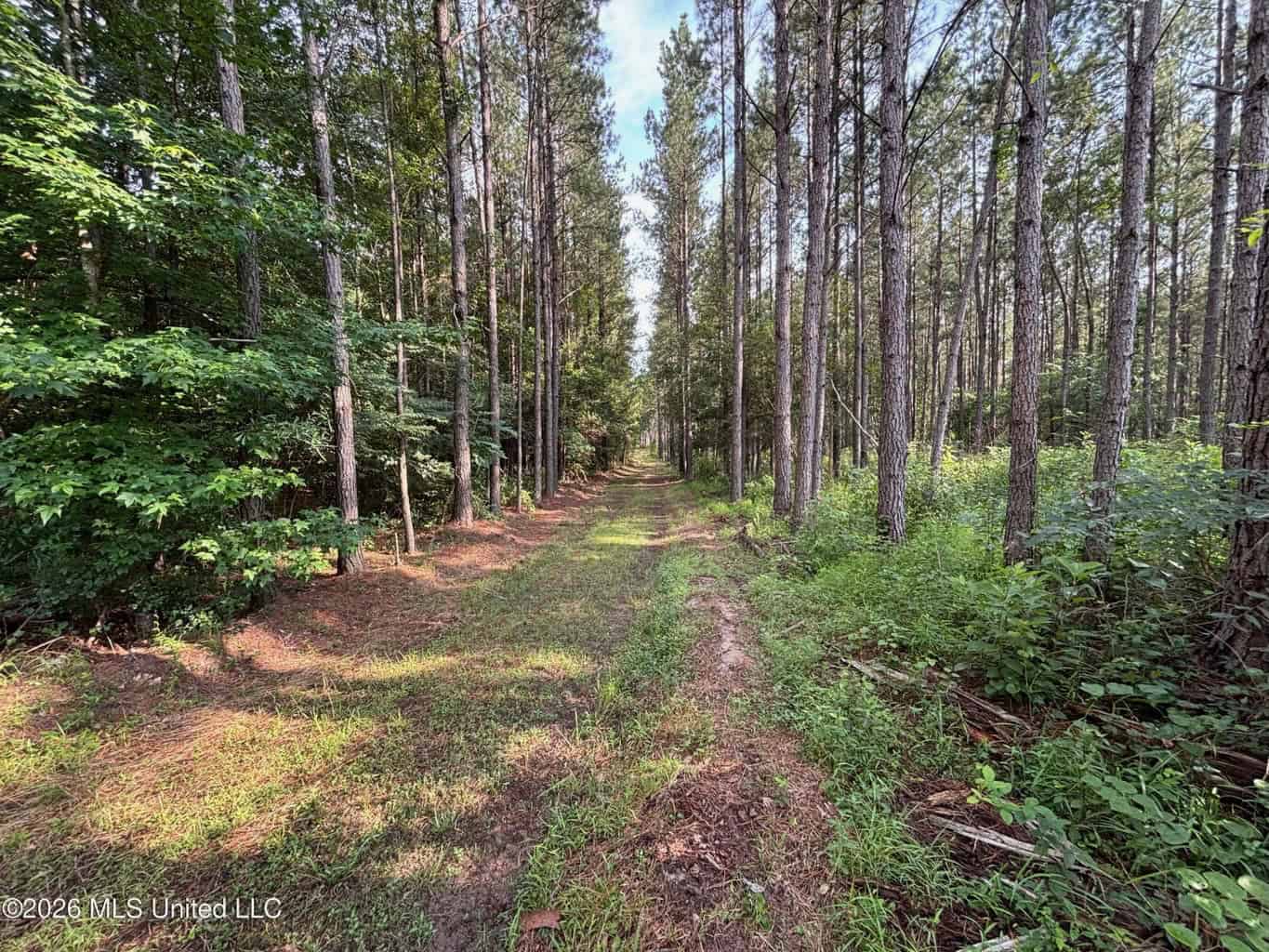 35 Acres for Sale in Pelahatchie, MS | Rankin County